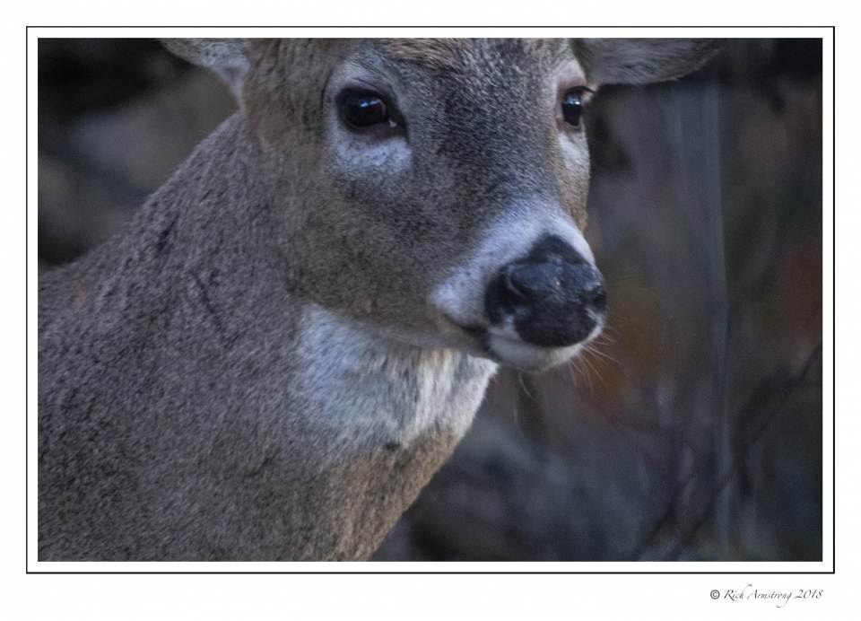 White-tailed buck close-up.jpg